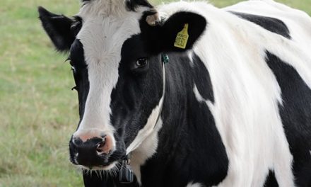 Por el cierre de tambos, advierten que la Argentina podría importar leche