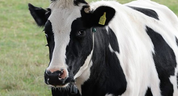 Por el cierre de tambos, advierten que la Argentina podría importar leche