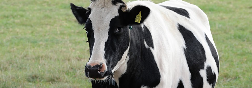 Por el cierre de tambos, advierten que la Argentina podría importar leche